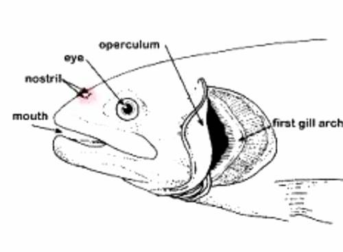 На голове рыбы найдите ноздри и глаза, определите, имеют ли глаза веки, какое значение имеют эти орг