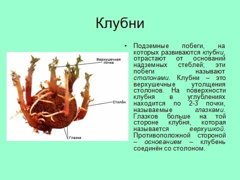 Внешнее строение типичного побега (а) и клубня (б)