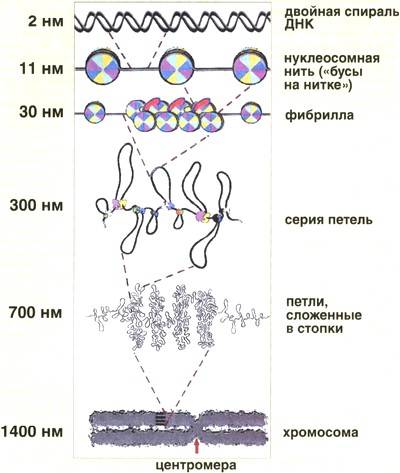 Покажите связь строения ядра с его функцией в клетке