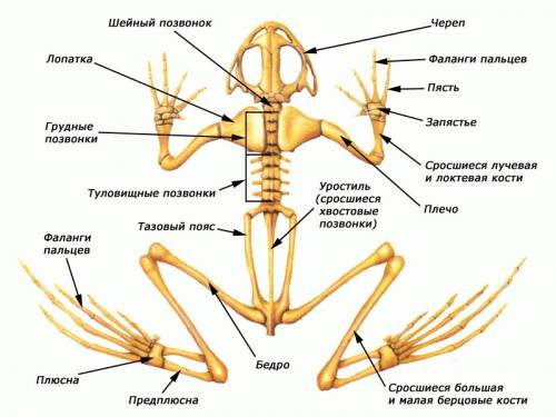 Какая опорно-двигательная система у : тип простейших , тип кишечнополостных , тип плоские черви , ти