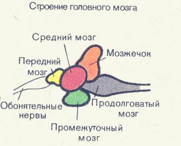 Сравнителиная характеристика головного мозга рыбы и птицы. : (