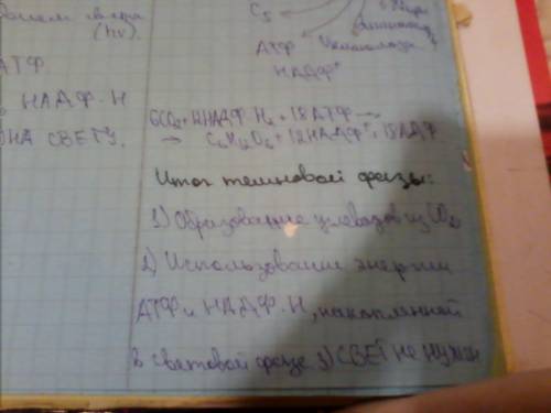 1. каково строение различных видов пластид? примеры взаимного превращения пластид. 2. в каких отдела