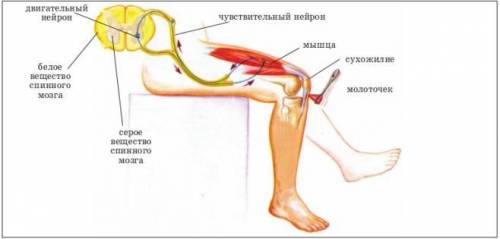 Рефлекторная функция спинного мозга заключается в передаче 1) нервных импульсов от рецептора в голов