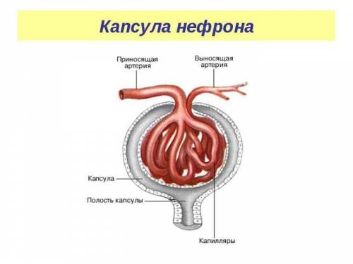 Почему в капиллярном клубочке расположенном в капсуле нефрона,создается повышенное давление?