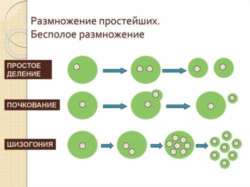 Как размножаются одноклеточные организмы?