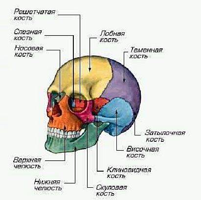 Из каких костей состоит скелет головы