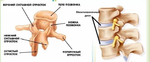 Каково строение позвонка и какую роль играют хрящевые межпозвоночные диски