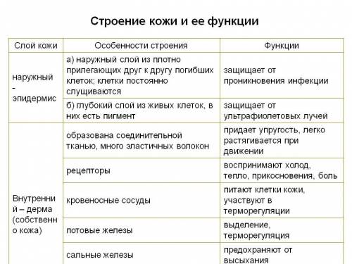 Норужний слой кожи,его строение и функции?