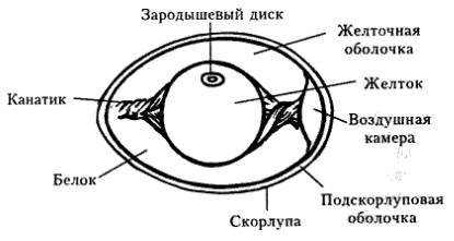 Изучите строение сырого куриного яйца .найдите жгутики белок желток оболочки