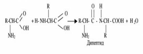 Изобразить схему образования дипептида