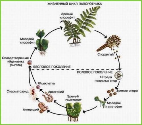 Сделать схему размножения папортника: рисунок+пояснения. люди мне