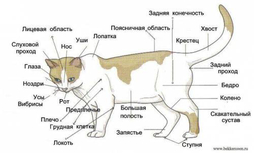 до завтра сдать внешнее строение млекопитающих лабораторная работа 1. рассмотрите внешний вид кошки