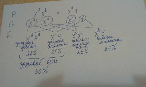 Дочка гемофіліка виходить заміж за сина іншого гемофіліка, причому наречений і наречена не хворіють