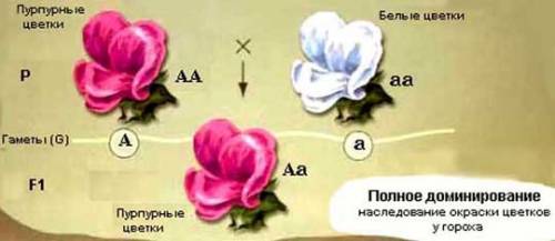 Сцепленное с полом наследование полное и неполное наследование