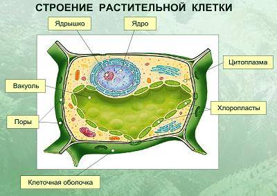 Что такое вакуоль? это что то связанное с клетками..