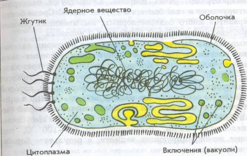 Киньте фотку строения клетки бактерии