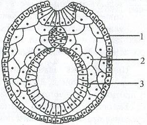 Назовите основные зародышевые листки эмбриона позвоночных животных.каково их расположение?
