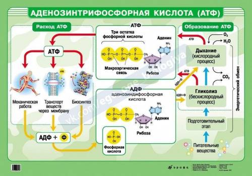 1. какое строения смеет молекула атф? 2. какую функцию выполняет атф? 3. какие связи называются макр