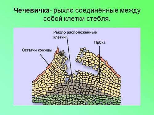 Какую роль в жизни дерева играет чечевички?