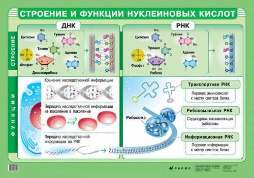 Особенности строения молекулы днк и рнк (кратко)