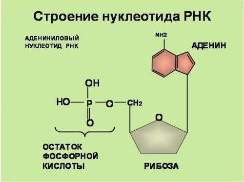 Особенности строения молекулы днк и рнк (кратко)