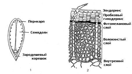 Зарисуйте строение одного из семян подсолнечника. проанализируйте строение семени.