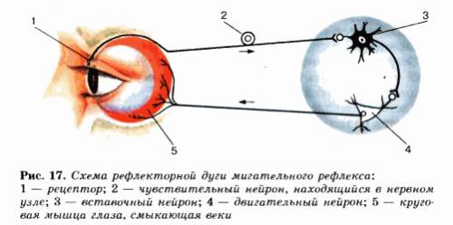 Зарисуйте рефлекторную дугу мигательного рефлекса и укажите ее части.