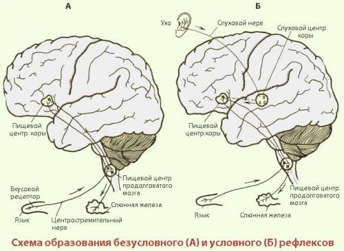 Нужен слайд на тему рефлексы а картинок нету если есть хорошие картинки кидайте