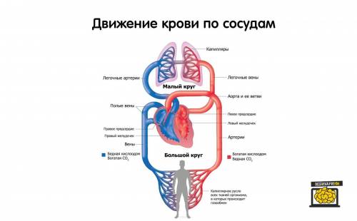 Опишите строение и функции сердечно-сосудистой системы. назовите методы её исследования и показатели