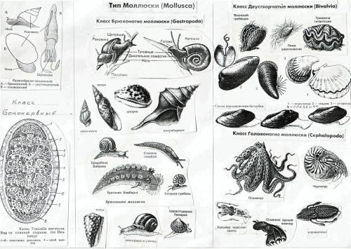 Какой образ жизни ведут брюхоногие и двухстворчатые моллюски?