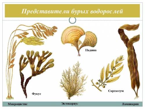 Особенности строения бурых водорослей.