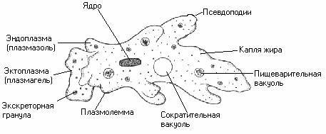 Зарисуйте строение амебы подпишите названия частей её тела