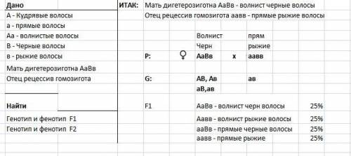 Решите по биологии( надо) у человека кудрявые волосы доминируют над прямыми ( гетерозиготы имеют вол