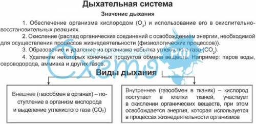 Как сделать био таблицу по дыхательной системе