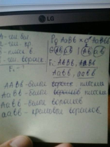 Уфлоксов белая окраска цветов определяется геном а, кремовая- а,плоский венчик в, воронковидный-в. о