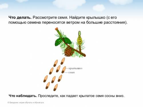 Друзья, ! скажите ответ! рассмотри зрелую шишку сосны. отогни пинцетом одну чешуйку и вынь семя, леж