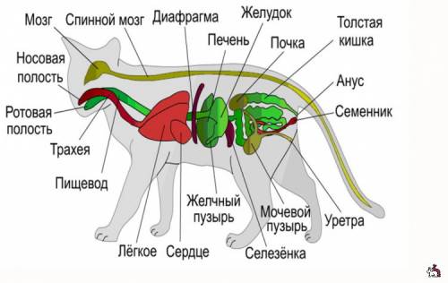 Из чего состоит кошка? из каких органов?