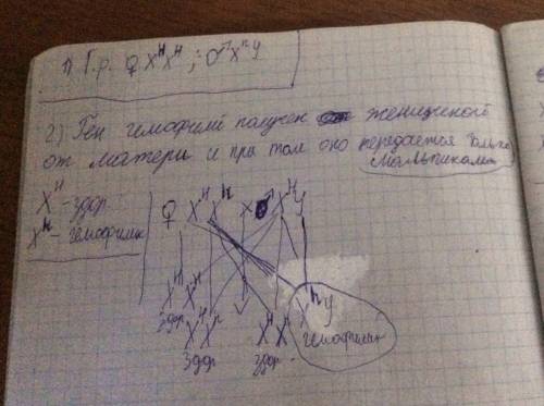 Решение 1)мужчина-гемофилик женился на здоровой женщине, отец которой болел гемофилией. каковы генот