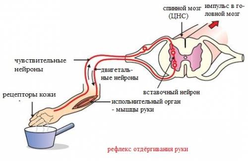 Только на вас последняя надежда. нарисуйте, именно нарисуйте схему рефлекторной дуги отдёргивая руки