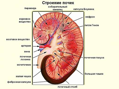 Как взаимосвязаны строение и функция системы мочевыделения?