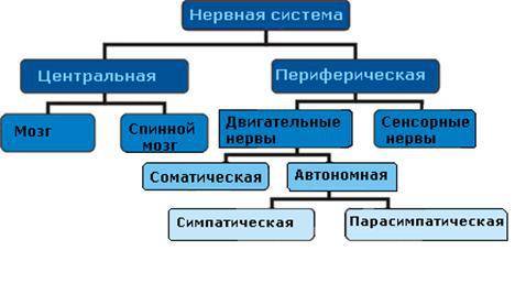 Назовите составные части нервной системы