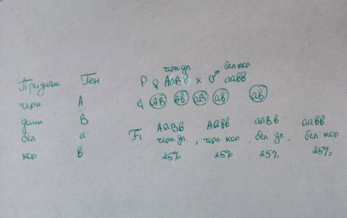 При скрещивании морской свинки с черной длинной шерстью (доминантным признаком) со свинкой имеющей б