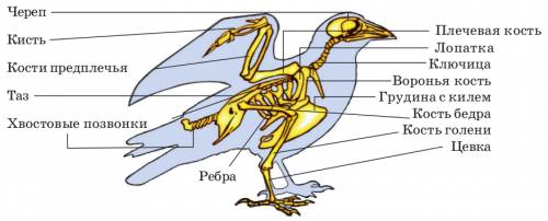 Скелет и мускулатура птиц. особенности внутреннего строения и процессов жизнидеятельности
