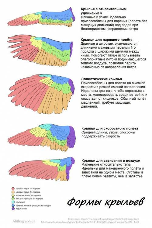 Особенности полета птиц.с чем эти особенности могут быть связаны(форма и размеры крыльев,хвоста).