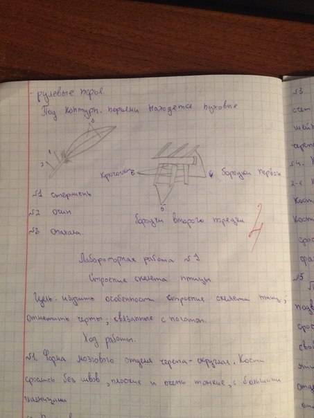 Лабораторная работа по биологии. 7 класс. константинов. тема: внешнее строение птицы. строение перье