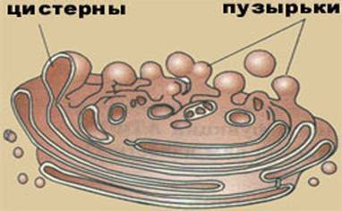 Что представляет собой аппарат гольджи, каковы его функции?