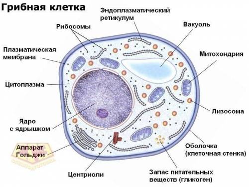 Каковы особенности строения грибной клетки? если можно коротко