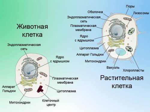 Нужно нарисовать рисунок с растительной клеткой и животной клеткой