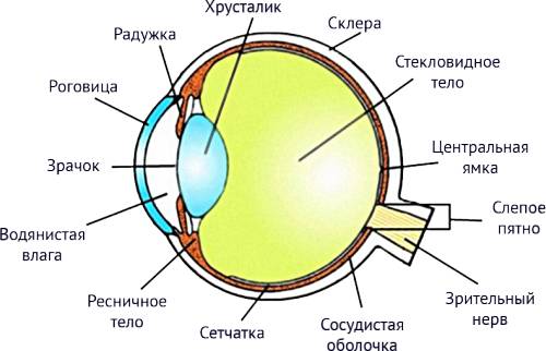 Строение глаза части глаза, где расположены, какова их роль