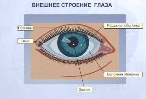 Строение глаза части глаза, где расположены, какова их роль